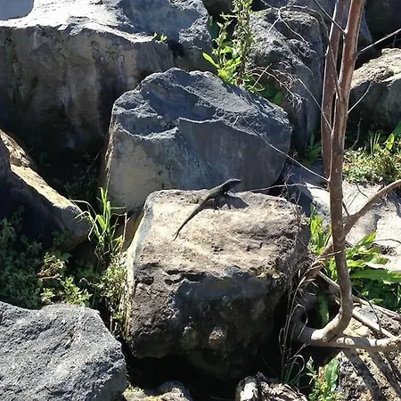 Casa Mannheim إيكود ذي لوس فينوس