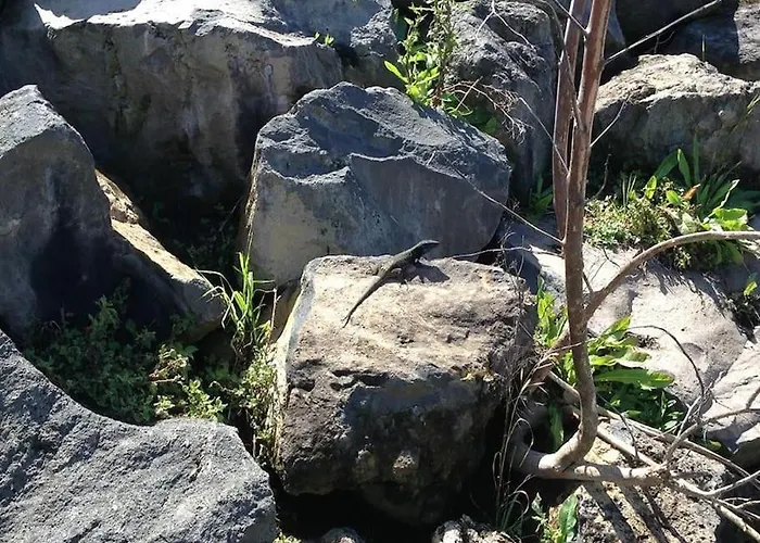 Casa Mannheim Icod De Los Vinos