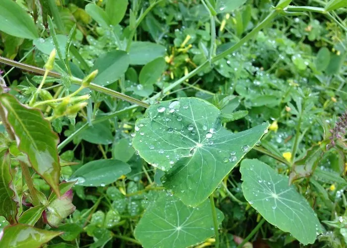 Casa de Férias Casa Mannheim