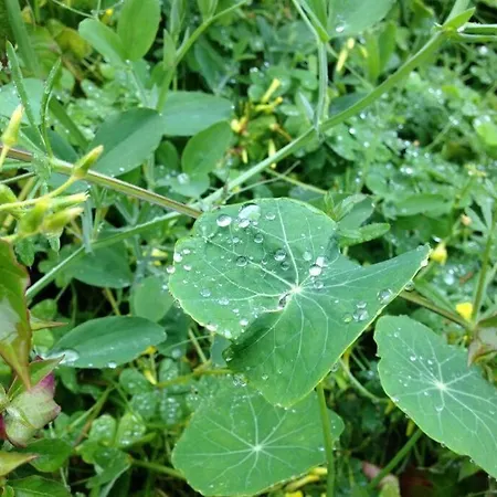 Σπίτι διακοπών Casa Mannheim